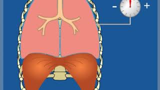 Ventilpneumothorax – Grundlagen  Thoraxdrainage für Einsteiger [upl. by Ewall6]