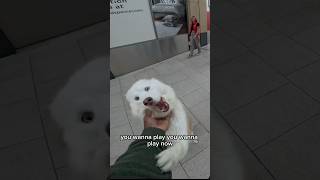 Viola loves to play youtubeshorts shorts play viral pet doglover husky dogoftheday fyp [upl. by Nari192]