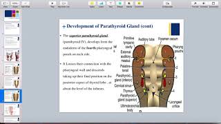 Development of parathyroid gland [upl. by Otxilac]