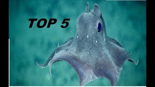 TOP 5 ANIMAIS EXOTICOS QUE VOCÊ TALVEZ NAO CONHEÇA [upl. by Sirk]