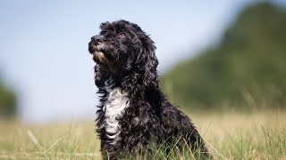 How to Stop a Cocker Spaniel from Barking at People Passing by the Window [upl. by Ynes]