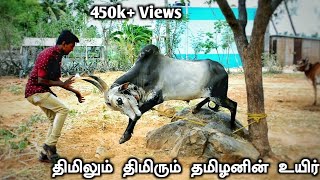 Jallikattu Kaalai Traning amp How its preparing Manju Virattu Kaalai  தர்மபுரி [upl. by Rechaba]