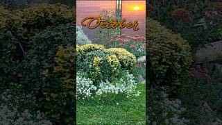 October garden snippet octobergarden fallgarden [upl. by Emixam148]