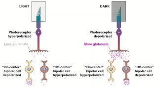 Receptive Fields and ONOFF Center Bipolar Cells [upl. by Jessamine]