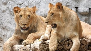 Lioncubs with family enjoying their time in his yard  Summer days  Zoological Park [upl. by Ocker]