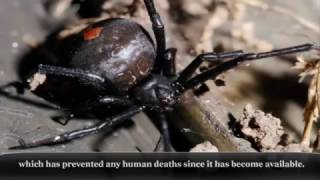 The Redback Spider One Of The Most Dangerous Arachnids Out There [upl. by Also703]