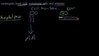 25  The chemicals of inflammation  Arachidonic AcidProstaglandinsLeukotrienesLipoxins [upl. by Dulciana435]