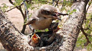 Parent Woodbird doing their work instantly and in hurry BirdPlusAnimals [upl. by Lihp]