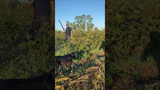 Deutsch Drahthaar amp Quail Hunting 🎬 youtubeshorts keşfet [upl. by Ayalat]