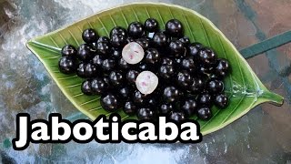 All About Jaboticaba the tree grape from Brazil [upl. by Eneirda]