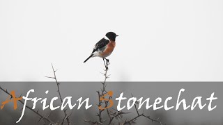 African Stonechat Saxicola torquatus Bird Call Video  Seen Near Satara  Stories Of The Kruger [upl. by Ahseina]