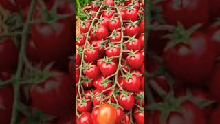 New Tomato Tree Planting Methods to Harvesting Tomatos shorts satisfying farming [upl. by Ragland]