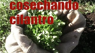 Cosecha de cilantro culantro [upl. by Fabiola]