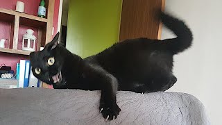 FUNNY CATS make you will remember and LAUGH all day 😂Funny Cats Videos 2024 [upl. by Fablan167]