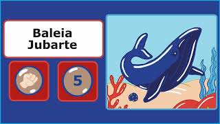 Baleia Jubarte [upl. by Porter]