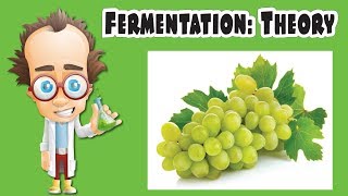 Fermentation Theory [upl. by Lucius]