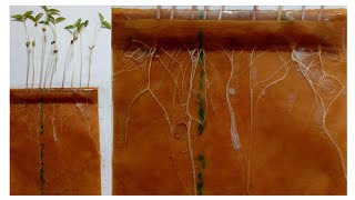 Seed germination testgemination pouchJaivic Science [upl. by Ellata]