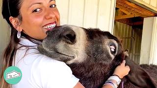 Donkeys Smile And Sing When They See These Owners  Cuddle Buddies [upl. by Htesil686]