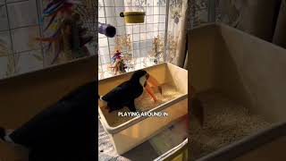 What happens to toucansanimal bird funnyvideos rescue tiktok fouryou fyp london [upl. by Ekyt697]