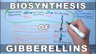 Biosynthesis of Gibberelins [upl. by Moitoso740]