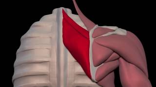 Arm Muscles 08 Rhomboid Major and Minor [upl. by Fisa]