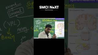 Spinothalamic Tract  Ascending Tract  Neuro Anatomy  Anatomy [upl. by Charleton]