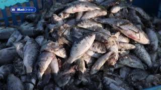 Workers remove millions of dead fish that washed up in Greek port [upl. by Yddor]