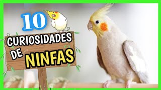 CACATÚAS NINFAS ❤️  10 Datos CURIOSOS de las NINFAS y sus Cuidados [upl. by Tireb]