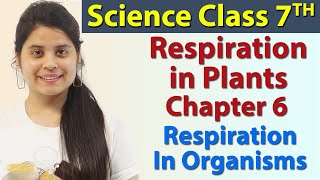 Respiration in Plants  Chapter 6  Respiration in Organisms  Science Class 7th NCERT [upl. by Evelyn]