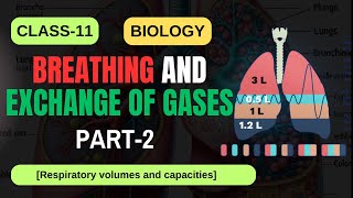 BREATHING AND EXCHANGE OF GASES CLASS11 BIOLOGY PART2 NCERT  CBSE 2025  IMS ACADEMY biology [upl. by Tigram]