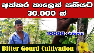 සතියකට 3000000 ක ආදායමක් හොයන්න පුලුවන්  Bitter Gourd Cultivation  Karawila wagawa  කරවිල වගාව [upl. by Neivad682]