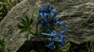 Corydalis cashmeriana  Kashmir Corydalis flowering in Western Himalaya [upl. by Eiaj]