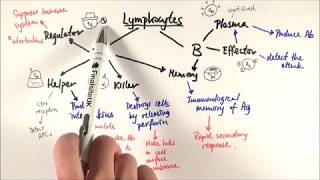 AS Biology  T and Blymphocytes OCR A Chapter 126 [upl. by Beatty901]