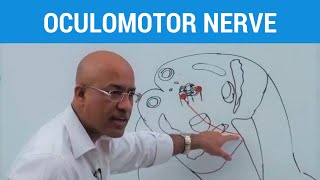 Oculomotor Nerve and Ciliary Ganglion  Neuroanatomy [upl. by Tipton]