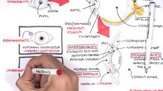 Anatomy  Eye Overview [upl. by Macknair]