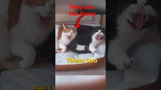 The Two Cats are the Same 🤯 [upl. by Socram]