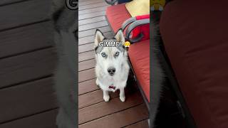 My husky demands treats husky huskydog cutedogs funnydog doglove dogshorts doglovers dogs [upl. by Swithin]