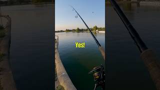 1Hour Dropshot Fishing Challenge 🎣 [upl. by Rombert966]