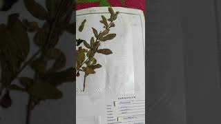 Pomegranate Herbarium Sheet  Punica granatum  Lythraceae Family  Fruit Plants Herbarium [upl. by Nagap]