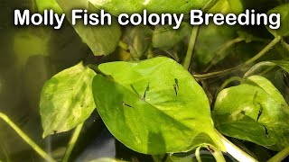 Molly and Guppy Colony Breeding Fry Collection [upl. by Isnyl]