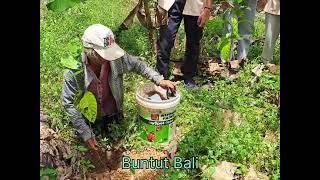 jantungborneo3226 Planting Coffe in The Heart of Kalimantan [upl. by Thill]