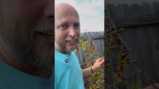 When to PRUNE your blackberry bush berries fruit plants [upl. by Newel]