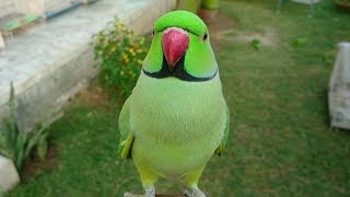 Super Cute Parrot Sounds [upl. by Oned]