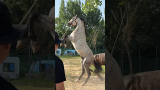 Lipizzaner Horse Jumping 🐎 Excited Sound with Jump 🥰🥰 horse horsesound animals horselover [upl. by Baun]