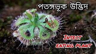 পতঙ্গভূক উদ্ভিদ Sundew Drosera burmanniiInsect eating plant [upl. by Uke215]