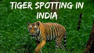 Jungle Safari At Kabini National Park  Karnataka Tourism  Tigers In South India  Travel Vlog [upl. by Conner]