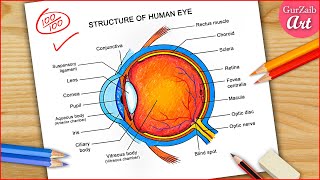 How to draw Labeled Human Eye diagram drawing  Colorful Eye Diagram  step by step easily [upl. by Justus]