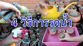 4 วิธีการรดน้ำ กุหลาบหิน [upl. by Gnay]