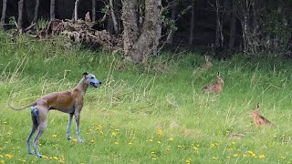 Recuerdos del viejo Turbo  Galgos Chile 🇨🇱 [upl. by Kim]