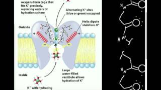 Ion Channel Selectivity K Channel [upl. by Purvis722]